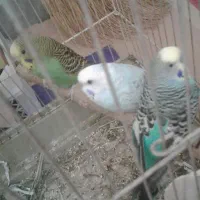 مرغ عشق|پرنده|کرج, عظیمیه|دیوار