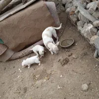 پاکوتا توله دو تا ماده عروسک|سگ|مینودشت, |دیوار