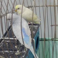 جفت مرغ عشق سالم چشم شرابی