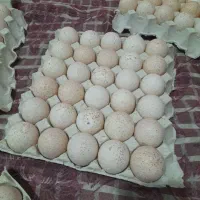 جوجه کشی تخم بوقلمون|خدمات پیشه و مهارت|تاکستان, |دیوار