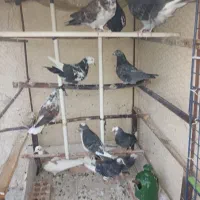 کبوتر
