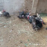 مرغ بقلمون امریکی درشاگان|حیوانات مزرعه|اهواز, اهواز|دیوار