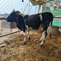 12عدد گوساله ماده دورگ محلی|حیوانات مزرعه|بندر ترکمن, |دیوار