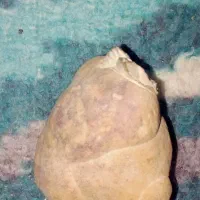 سنگ زینتی|جواهرات|آشخانه, |دیوار