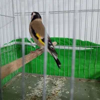 سهره سقا کرمانشاهی|پرنده|کرمان, |دیوار