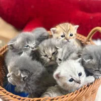 حرآا ج قصر طلایی گربه های نادر و اشرا فی بغلی|گربه|تهران, فرحزاد|دیوار