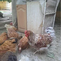 جوجه ویاندوت لهستانی گلین|پرنده|اصفهان, براآن شمالی|دیوار