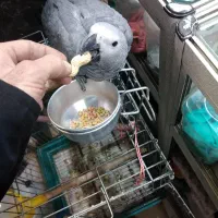 جوجه کاسکو