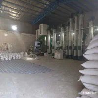 برنج عنبربو(اَلوان)