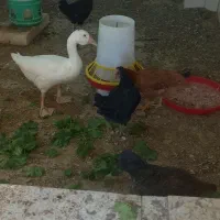 تاقچه  مرغ  ۴نیم ماه گلپایگان