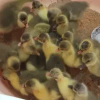 جوجه غاز جوجه بوقلمون و جوجه گلین و مرندی