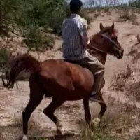 مادیان درهشور