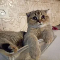 واگذاری گربه اسکاتیش