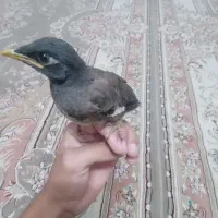 جوجه مینا