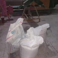 گندم آفتاب