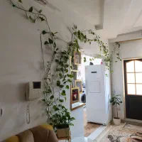 فروش  پتوس