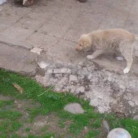 واگذاری سگ سنگسری مازنی