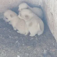 سگ پاکوتا اشپیتز