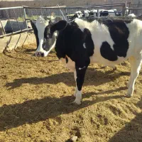 گاو آبستن شش تا گوساله ماده دوتا گوساله نر|حیوانات مزرعه|تربت جام, بوستان وحدت|دیوار