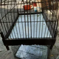 تعدای قفس سهره و هر پرنده