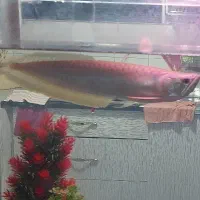 ماهی آروانا|ماهی|فولادشهر, مسکن مهر فولادشهر|دیوار