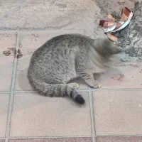 گربه خانگی|گربه|خرم‌آباد, |دیوار