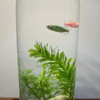 تراریوم (باغ شیشه‌ای) یک هدیه خاص و زیبا|گل و گیاه طبیعی|قم, نیروگاه|دیوار