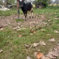 گاو لیشه|حیوانات مزرعه|آستانه اشرفیه, |دیوار