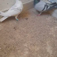 کبوتر|پرنده|فسا, |دیوار