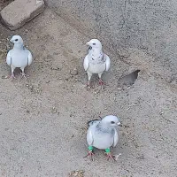 کفتر به شرط پرش