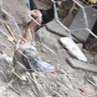 مرغ لاری فروشی|حیوانات مزرعه|گالیکش, |دیوار