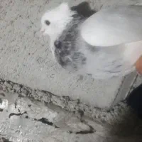 کبوتر طوقی  فروش فوری|پرنده|یاسوج, |دیوار