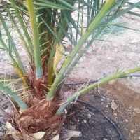 فروش گرده نخل نر