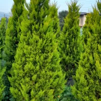 لاوسون زباله صادراتی تعداد