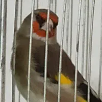 ماده سهره لک و پیس و کرمانی نر مست