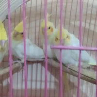 جوجه عروس هلندی