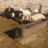 چهار عدد ورک نر امسال