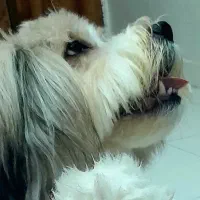 سگ تربیت شده نژاد فرانسوی رایگان