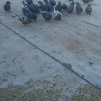 پرنده کفتر|پرنده|چادگان, |دیوار