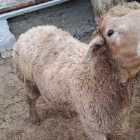 فروش بره نر ۲۲عدد|حیوانات مزرعه|پارسآباد, |دیوار