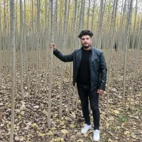 نهال صنوبر درجه‌یک در کرمانشاه، با ضمانت کتبی