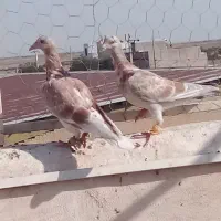 فروش کبوتر هفت رنگ مغلف خطی