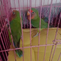 یک جفت طوطی برزیلی