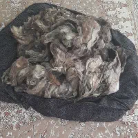 پشم گوسفندتمیز