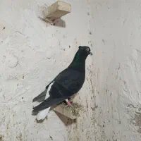 کبوتر