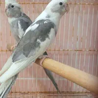 فروش انواع عروس هلندی سرلاکی. ۱ ساله فقط ۴۰۰ تومان