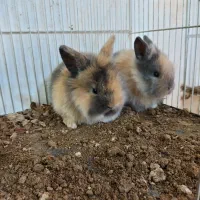 بچه خرگوش مینی لوپ هلندی مینیاتوری/همراه با مشاوره|موش و خرگوش|اصفهان, بوستان ناژوان|دیوار