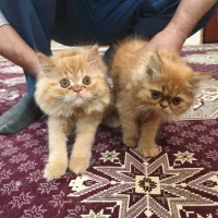 گربه های پرشین
