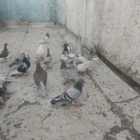 کفتر پرشی .جوجه .جفتگاه
