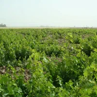 باغ انگور دیم